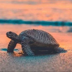 Meet your Posher, Ashton